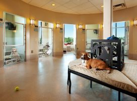 Как нужно выбирать отель для собак