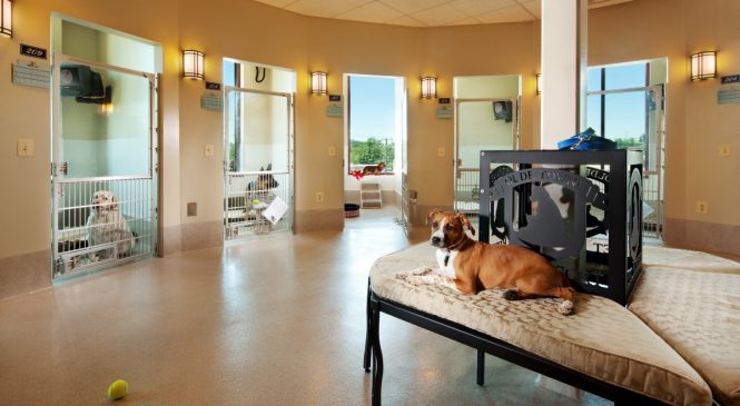 Как нужно выбирать отель для собак