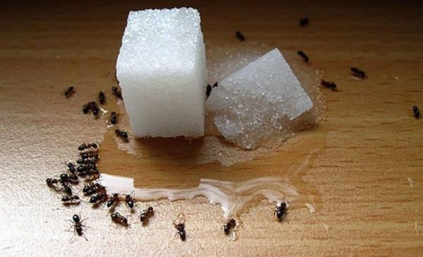 Домашние муравьи. Как избавиться от домашних муравьев?